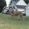Big Tank XL American Bully 4 Sale