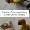 Sun Conure