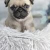 Male - Fawn Pug Puppy!  See Video!