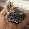 Hand-fed Cockatiels Available in Appomattox