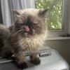 Colorpoint female Persian kitten with blue eyes