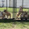 ABKC American Bully Pups