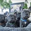 French bulldog puppies 