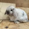 Holland Lop Bunnies fully pedigreed and/or just pet