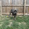cane corso Italian mastiff puppy male dog