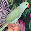 Turquoise Indian Ringneck Parrot