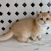 British Shorthair Golden Female