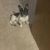 6 month old female French bulldog