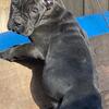 ICCF REGISTERED CANE CORSO PUPPIES FOR SALE!!!