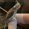 Cockatiels Ready for Homes