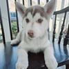 Husky puppy