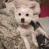Small female morkie 
