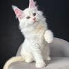 Amazing Maine Coon Kittens