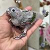 Black capped conure babies