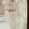 Look for a mate for my toy size bichpoo