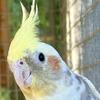 Cockatiel (Pied)