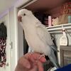 Quaker parrot 