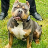 American Bully for Stud