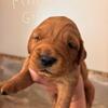 Akc golden retriever puppy (pink girl) 