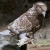 House pigeon 