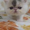 CFA Exotic Shorthair - Female