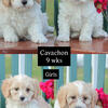 Cavachon siblings ready!!