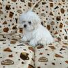 Korean Maltese Puppies. 