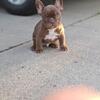 French bulldog