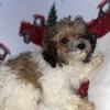 TOY POODLE (male)