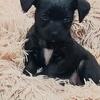 Jack Russell Terrier and Dachshund mix puppies for sale $250 each 