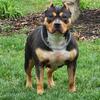 Female American Bully 2 available