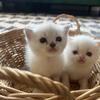 Persian Scottish Fold Kittens