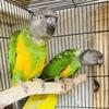 Senegal pair bounded