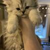 Silver Persian kittens 