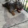 Male American bully 