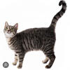 Tabby cat with grey stripes short hair 