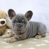 personalities French Bulldog puppies