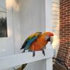 Sold Yellow Catalina Macaw