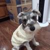 Looking for a forever home for 5 month old miniature schnauzer!!