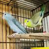 Parrotlet nice colors babies and pairs.