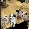 Akc Parson Terriers  ( long leg Jack Russell )