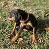 AKC Doberman Puppies 