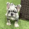 French bulldog 