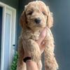 Goldendoodles born may 4th