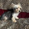 Yorkie Toy Black/Tan/Silver Girl