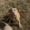 Abkc registered american bully XL male