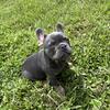 French Bulldog male puppy available 
