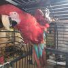 Greenwing Macaw for Trade