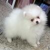 White Pomeranian Female Champion lines