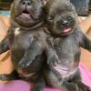 Frenchie pups